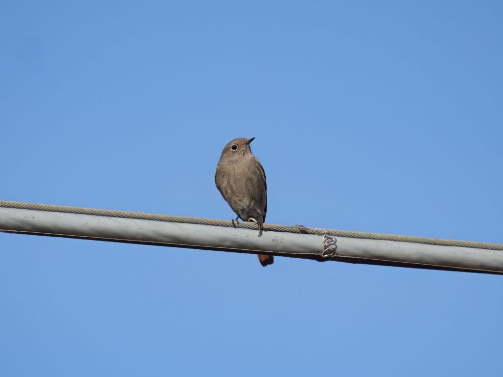 Codirosso spazzacamino?